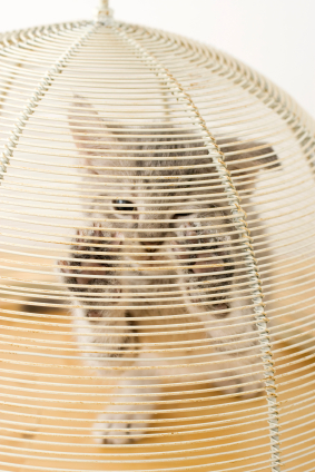 Kitten trapped in cage Kitten trapped in cage